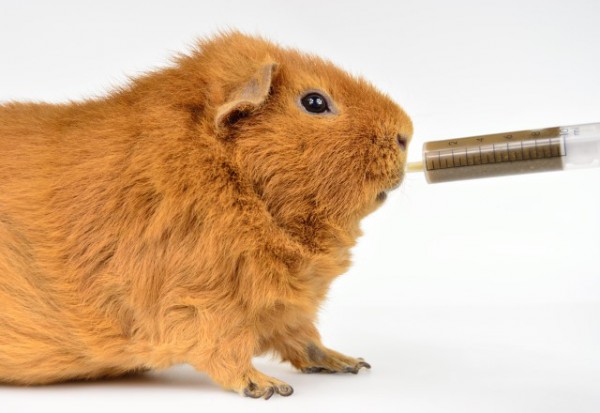 force_feed_guinea_pig